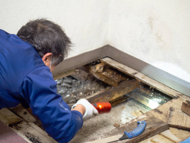 Best Industrial Mold Remediation in Cedar Heights, MD