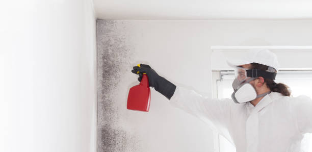Best Attic Mold Remediation in Cedar Heights, MD